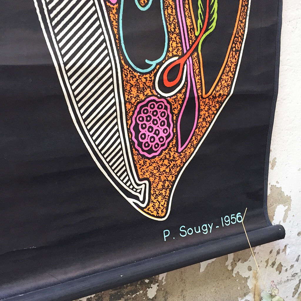 Displays the cuttlefish by Dr Auzoux