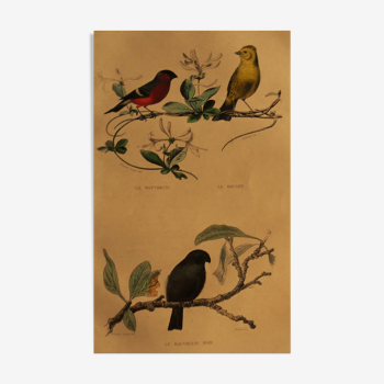 Ornithological boards from 1938