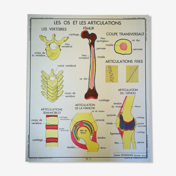 Ancienne affiche scolaire Rossignol des années 50 anatomie médecine os articulations