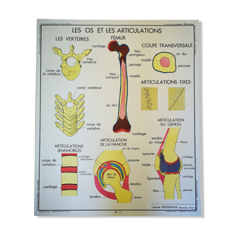 Ancienne affiche scolaire Rossignol des années 50 anatomie médecine os articulations