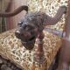 Lion-headed chair