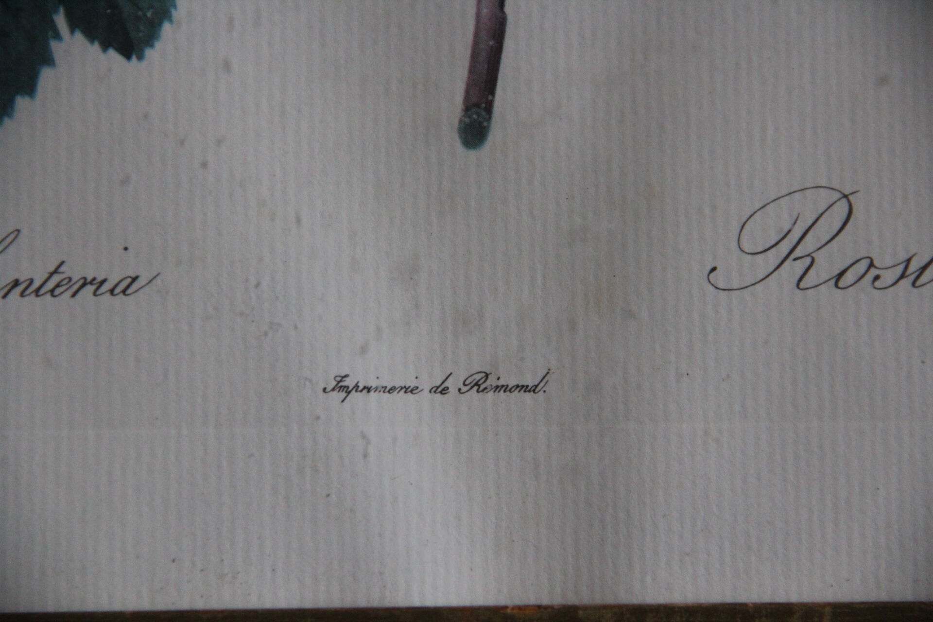 Framed engraving by P.J.Redouté Rosier Eglantier