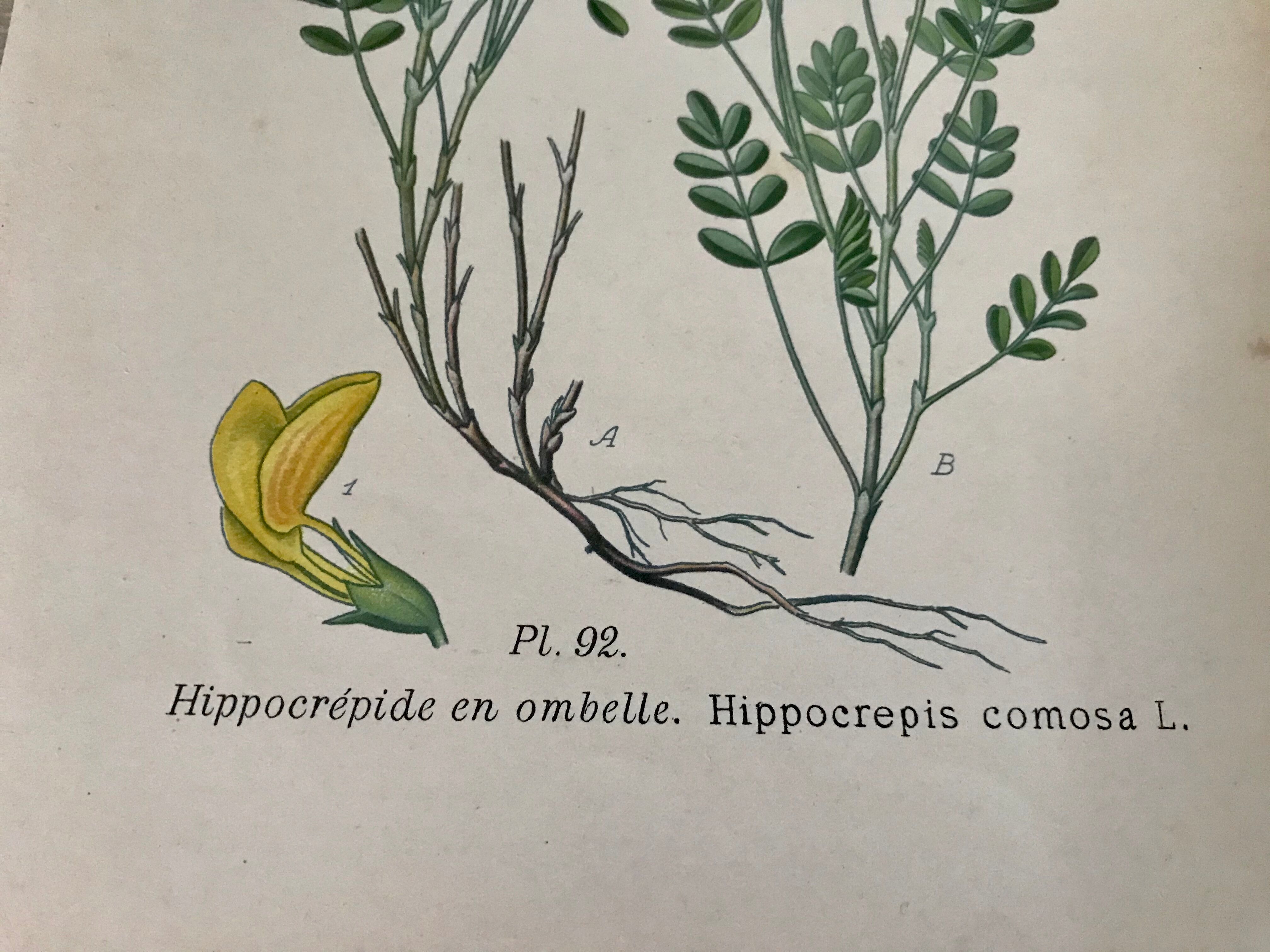 Botanical planks of yellow flowers 1891