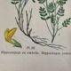 Botanical planks of yellow flowers 1891