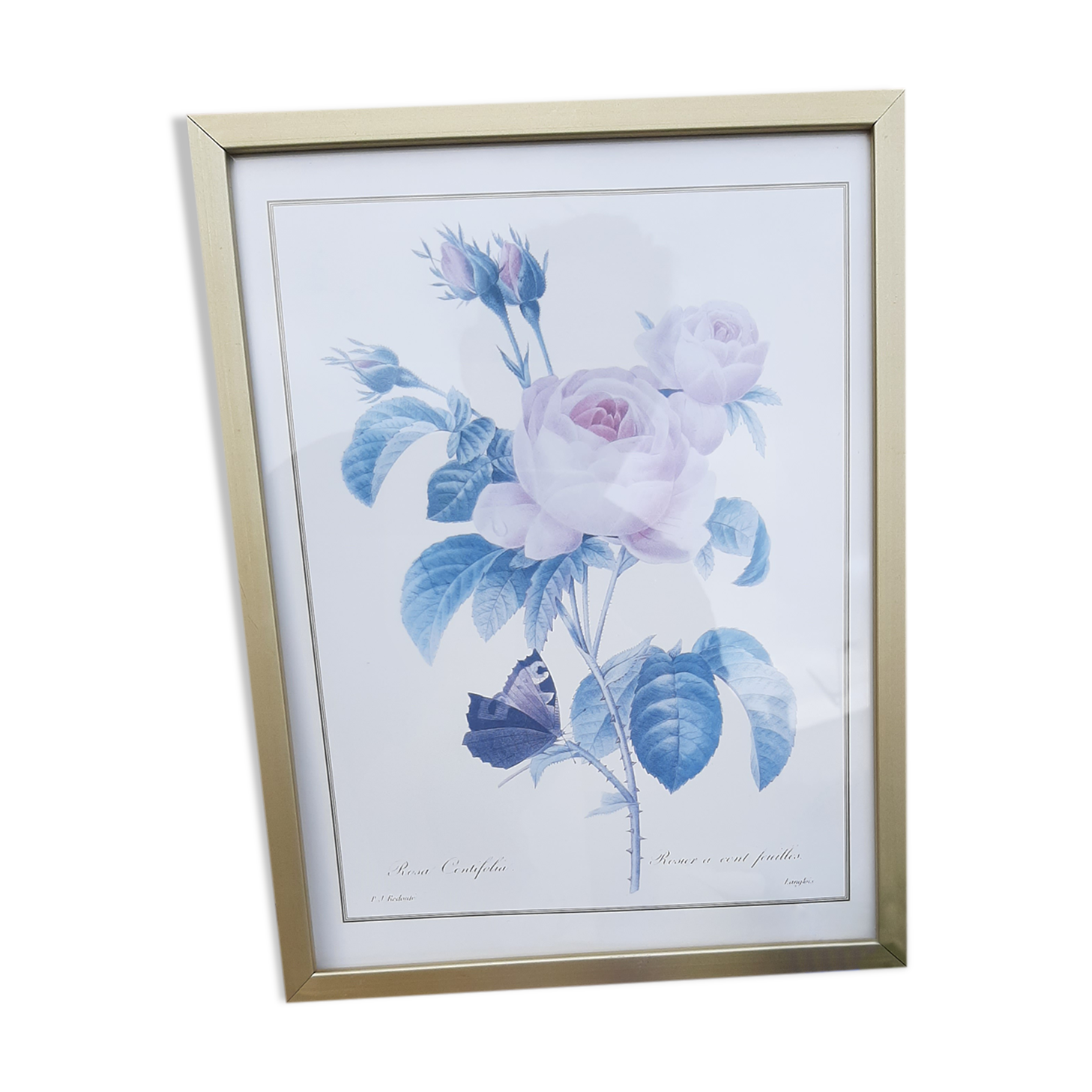 Lithograph Roses de Redouté