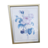 Lithograph Roses de Redouté