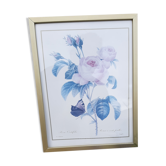 Lithograph Roses de Redouté