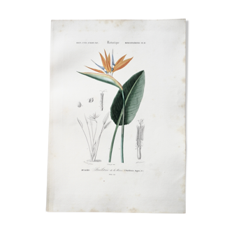 Planche de botanique