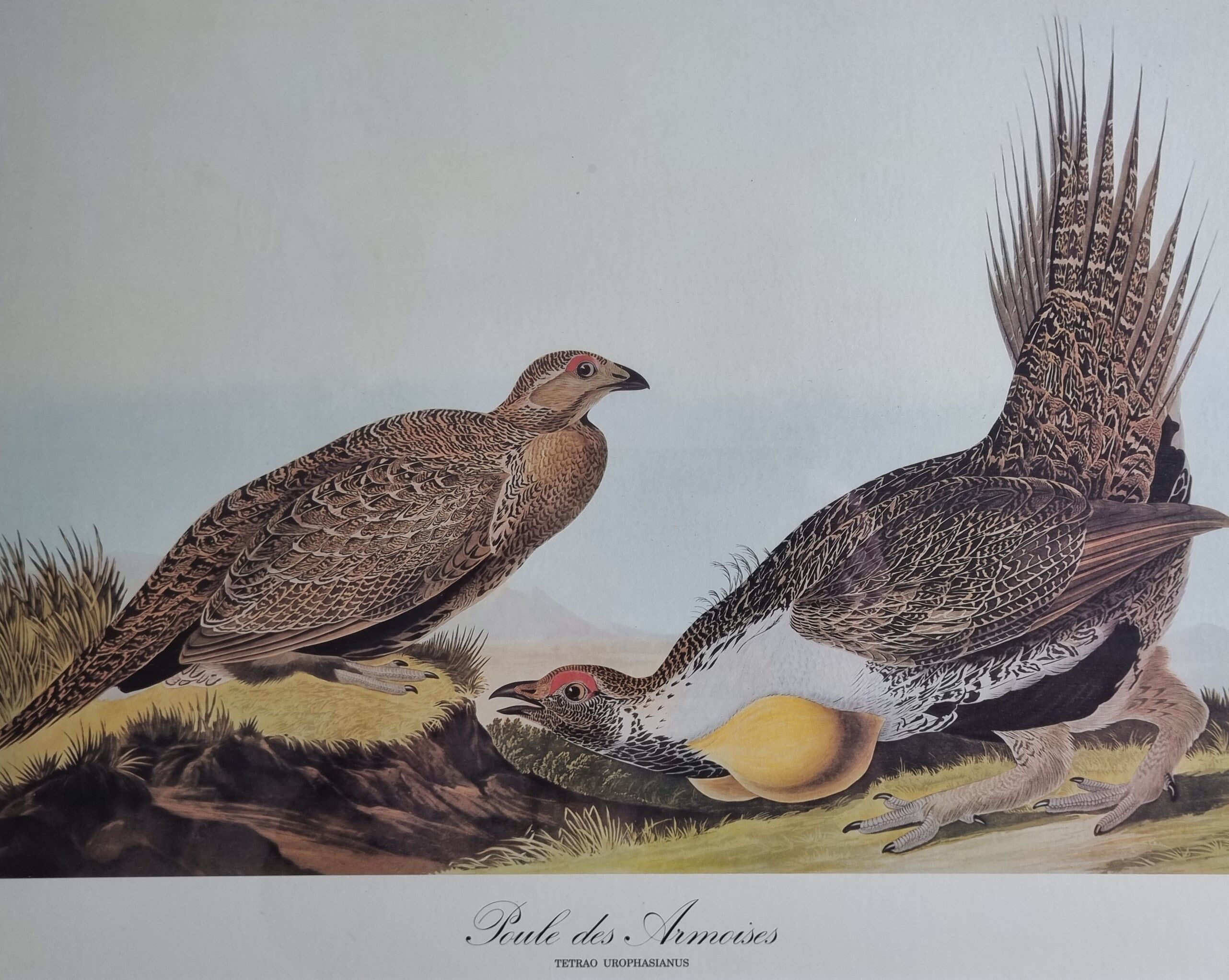 Vintage reproduction after Jean-Jacques Audubon, ornithology, Poule des armoises