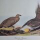 Reproduction vintage d'après Jean-Jacques Audubon, ornithologie, Poule des armoises