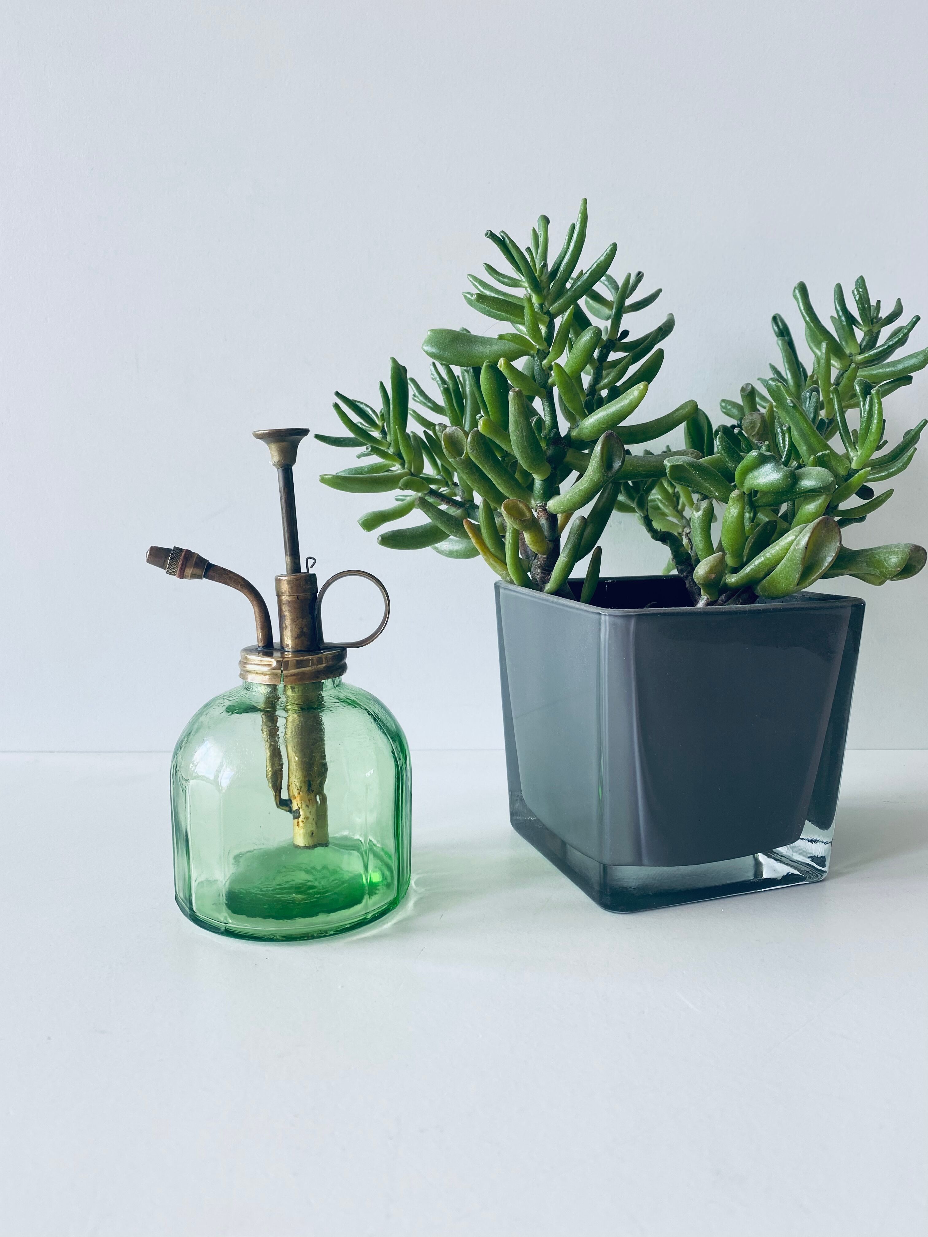 Vintage mist for indoor plants