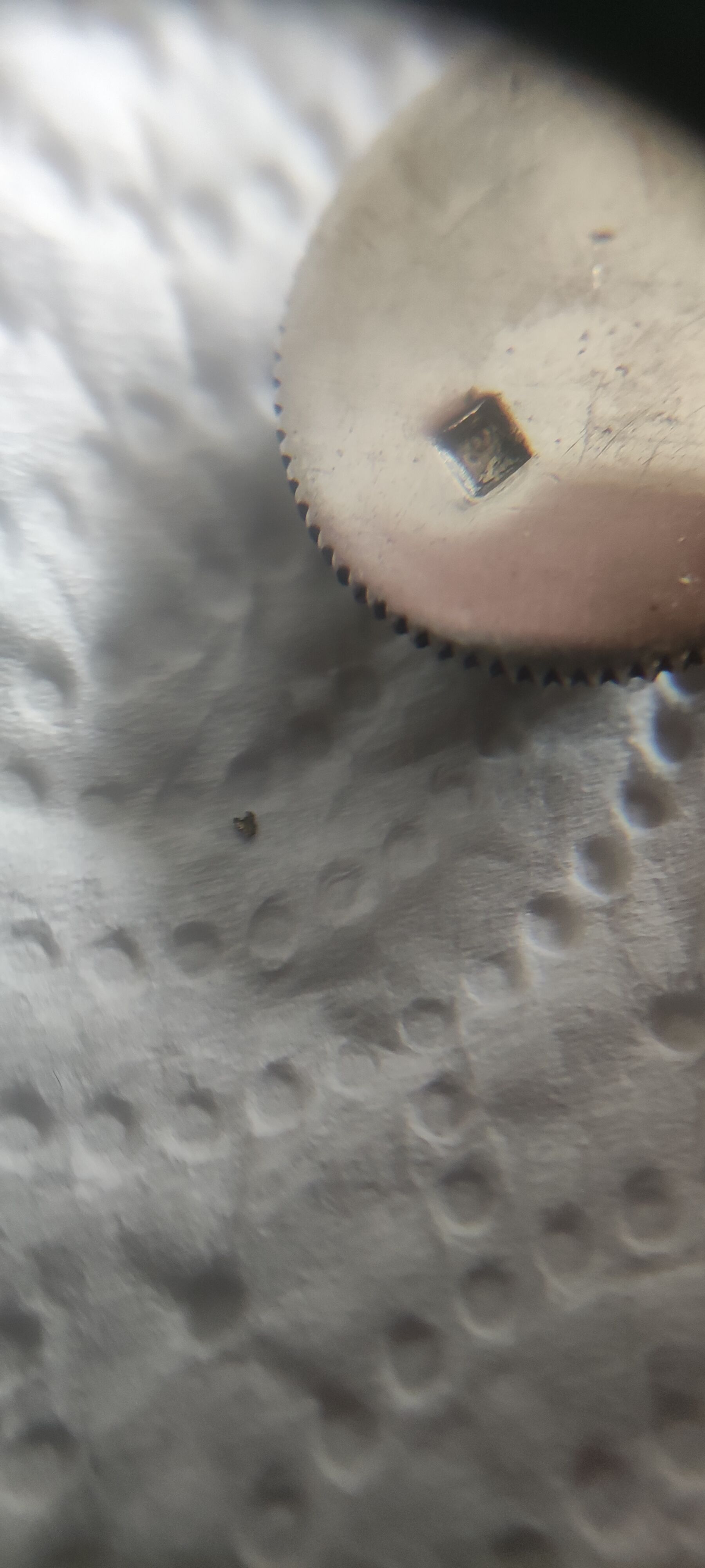 Salt and pepper silver birds