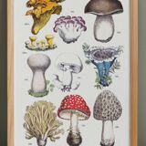 Poster on mushrooms, based on an engraving from 1881 (cep, chanterelle, etc.)