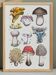 Affiche sur les champignons, d'après une gravure de 1881 (cèpe, girolle...)