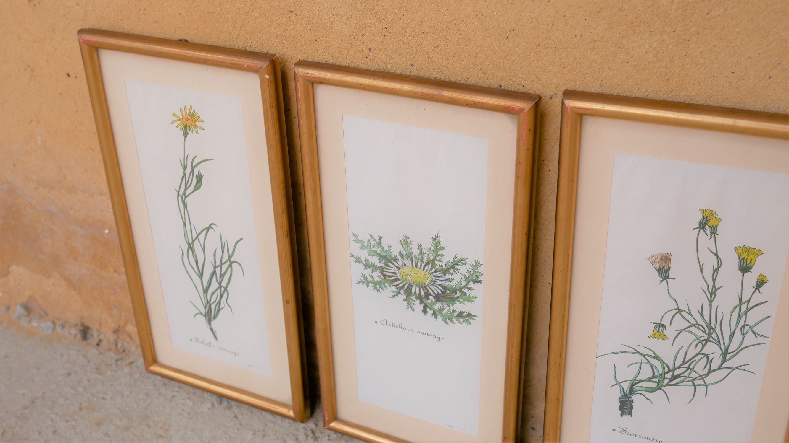 Series of 5 vintage botanical boards