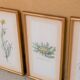 Series of 5 vintage botanical boards