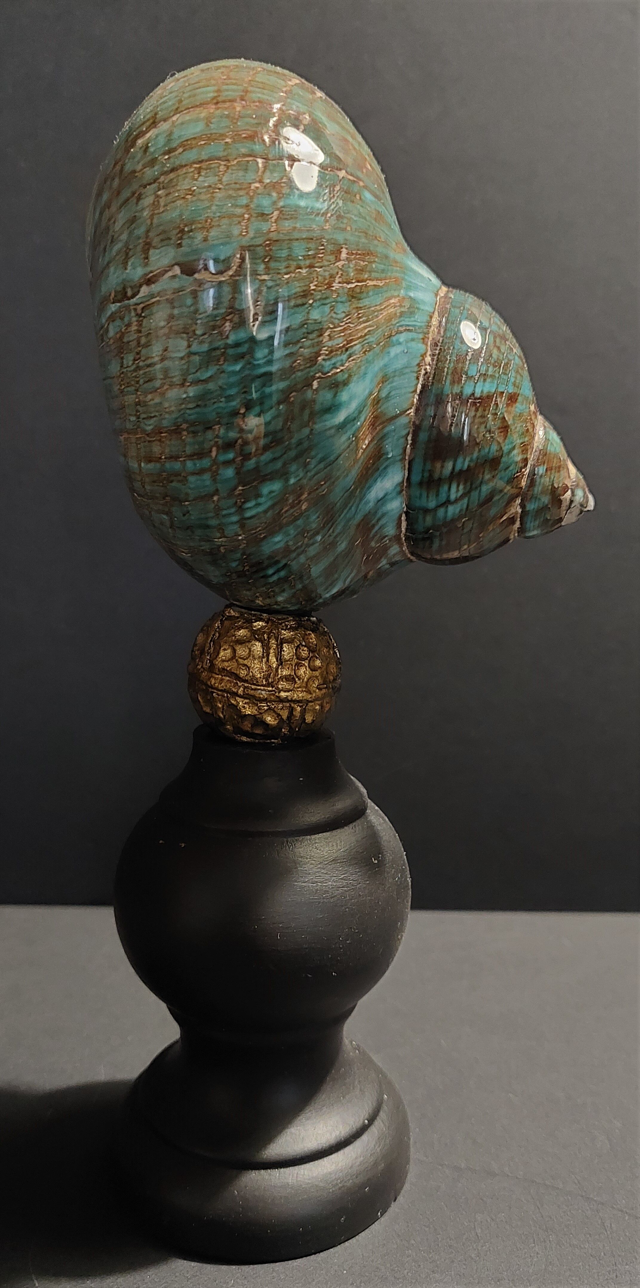 Cabinet of curiosities shell turbo imperialis on base