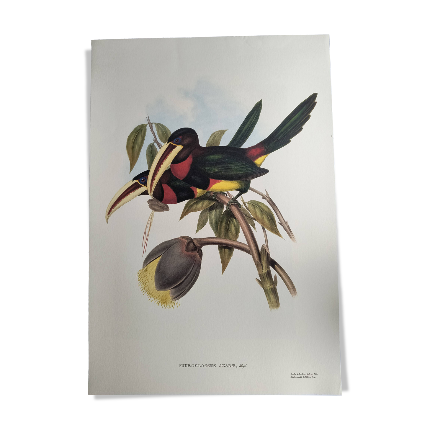 Illustration nature - Toucan Azarae - par Gould - planche jungle