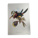 Illustration nature - Toucan Azarae - par Gould - planche jungle