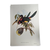 Nature illustration - Azarae Toucan - by Gould - jungle scene