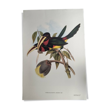 Nature illustration - Azarae Toucan - by Gould - jungle scene