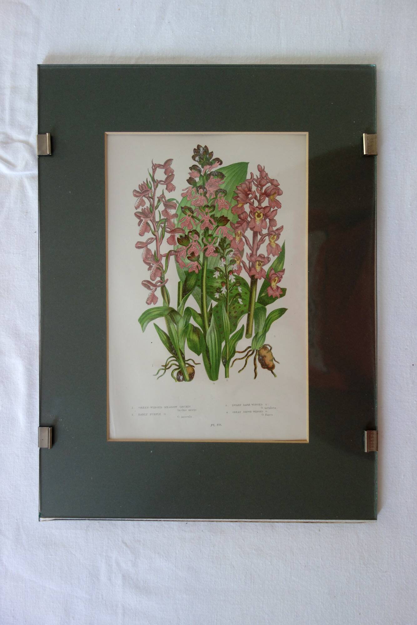 4 framed botanical plates, 19th century