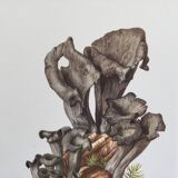 Botanical illustration "mushrooms", 1960s