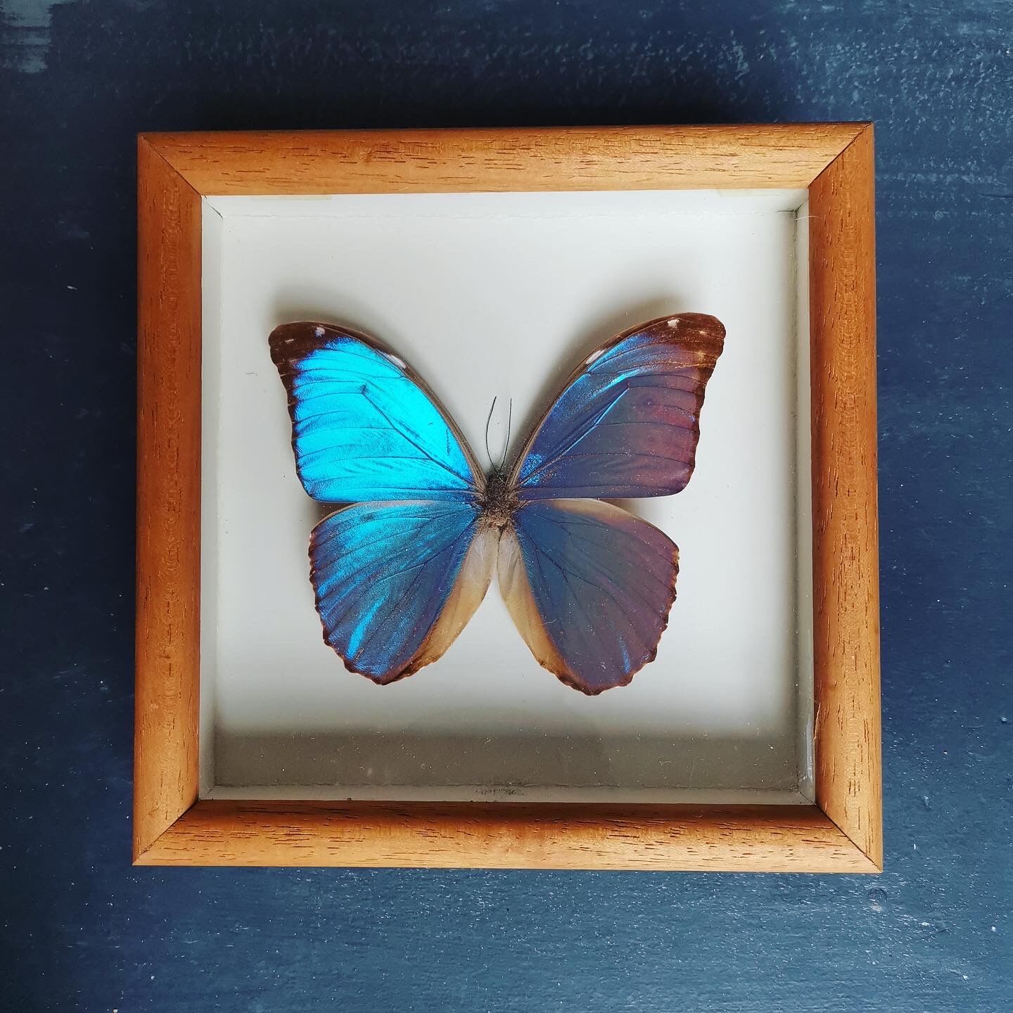 Real butterfly frame