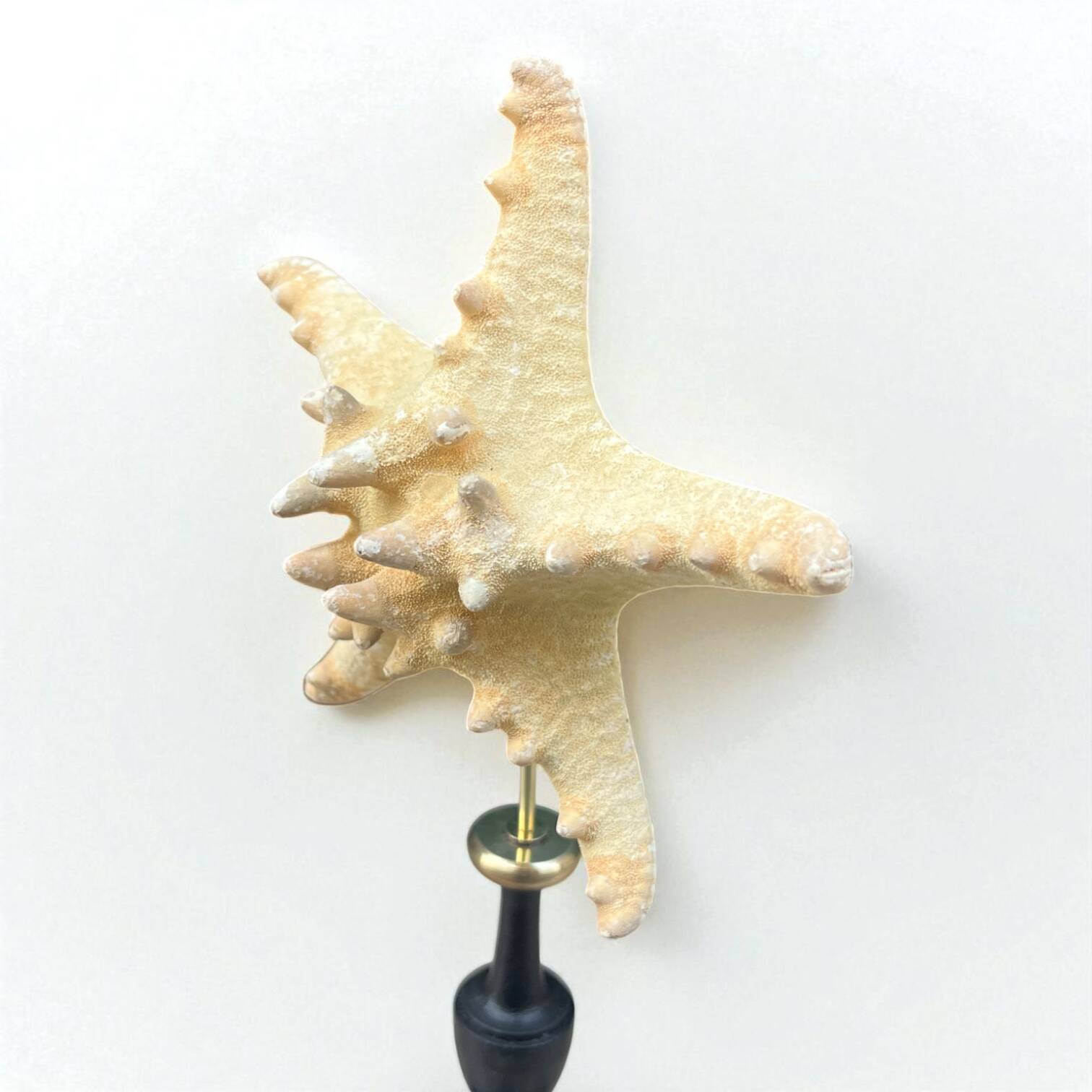 Starfish on a turned wooden base, late 19th century - cabinet of curiosities