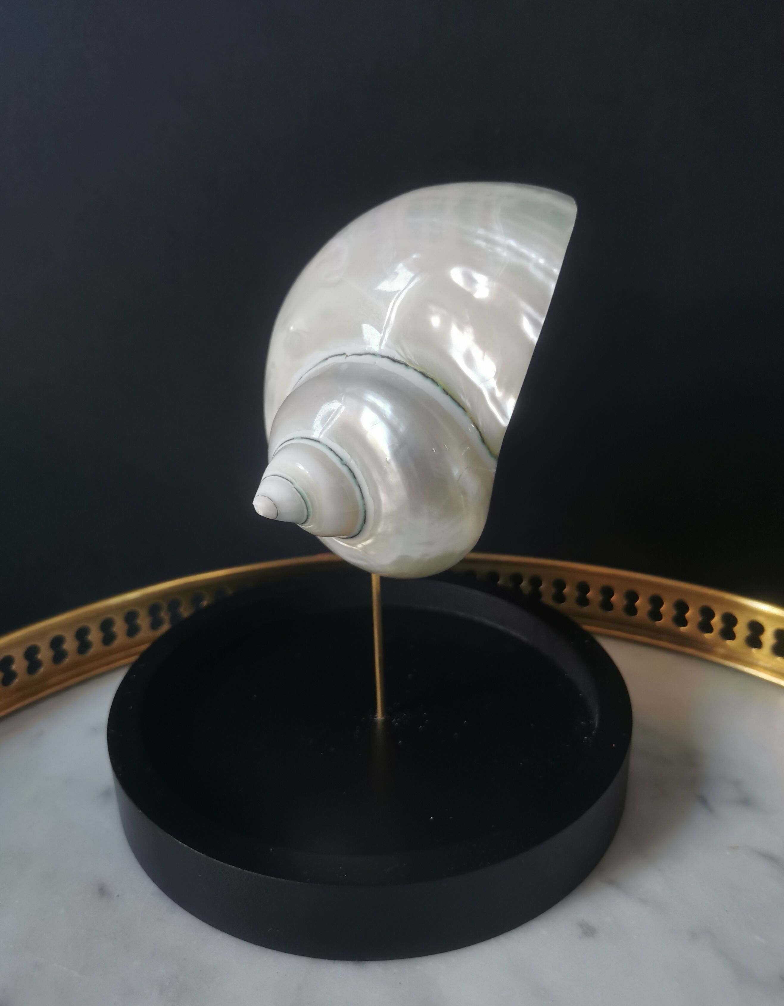 Pearl Turbo shell under glass globe. H. 18,5cm