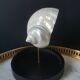 Pearl Turbo shell under glass globe. H. 18,5cm
