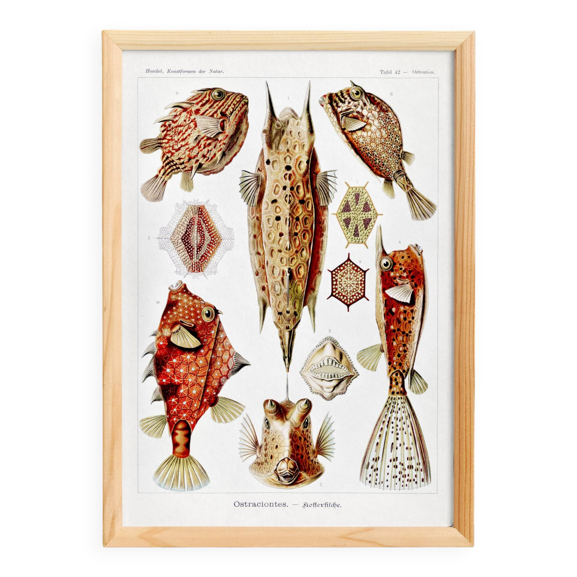 Poster about “boxfish”, based on an old lithograph