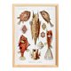 Poster about “boxfish”, based on an old lithograph