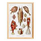 Affiche sur “les poissons-coffres”, d’après une lithographie ancienne