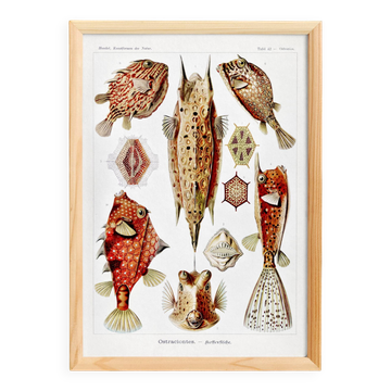 Poster about “boxfish”, based on an old lithograph