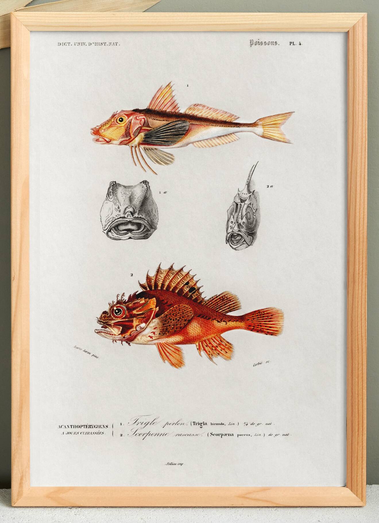 Poster about scorpionfish and gurnards, based on an old engraving from 1849