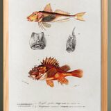 Poster about scorpionfish and gurnards, based on an old engraving from 1849