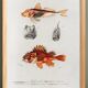 Affiche sur les rascasses et grondins, d’après une gravure ancienne de 1849