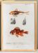 Poster about scorpionfish and gurnards, based on an old engraving from 1849