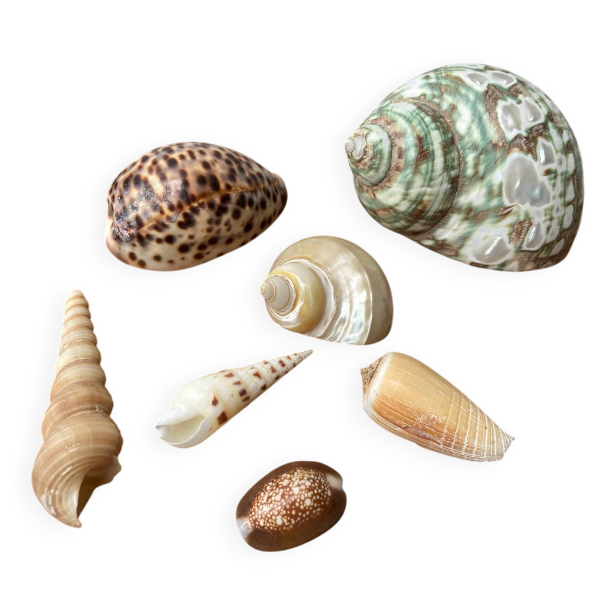 80s Seashell Set