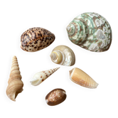 Lot de coquillages années 80
