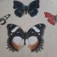 Cadre ancien papillons
