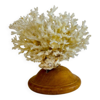 Coral