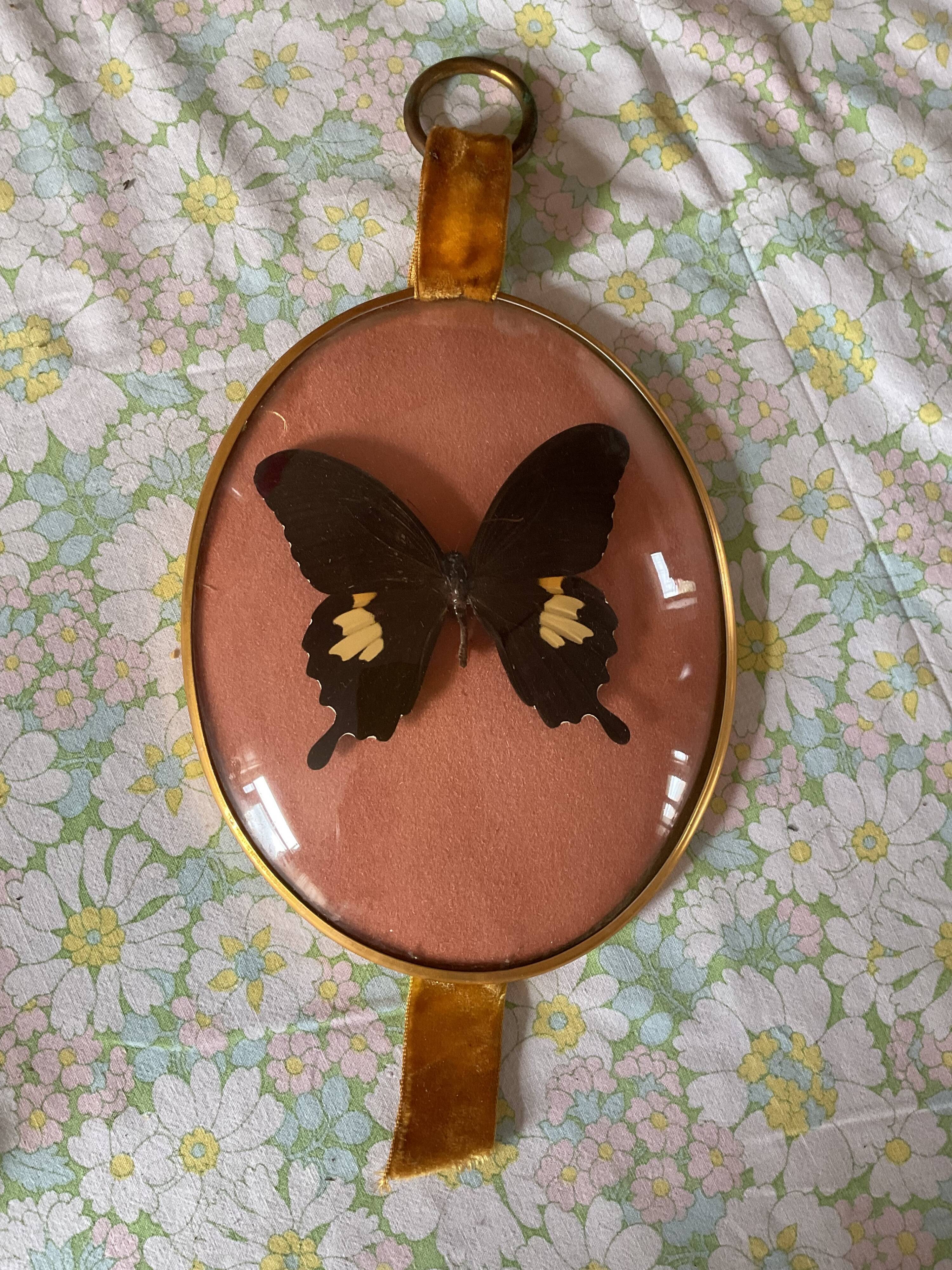 Naturalized butterfly curved glass frame