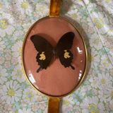 Cadre en verre bombé papillon naturalisé