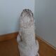 Lion garden statue in reconstituted stone