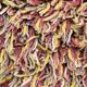 Vintage Shaggy Rug