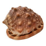 Mini shell cypraea cassis rufa