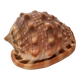 Mini coquillage cypraea cassis rufa