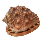 Mini coquillage cypraea cassis rufa